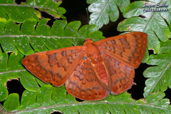 Emesis mandana