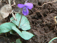 Viola hirsutula