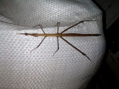 Proscopiidae
