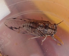 Burbunga parva