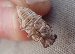 Burbunga parva