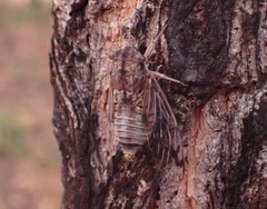 Burbunga parva