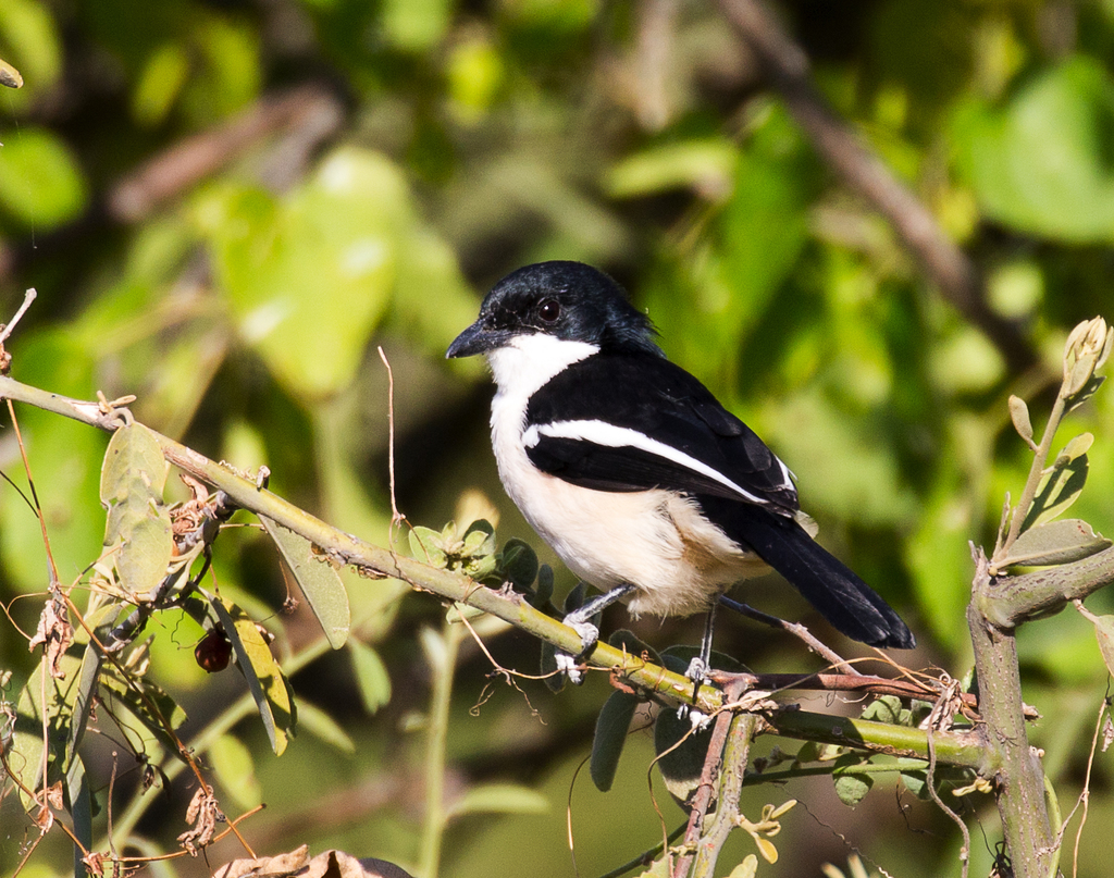 Swamp Boubou