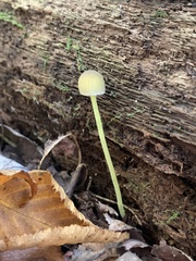 Mycena chusqueophila