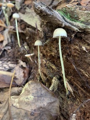 Mycena chusqueophila