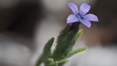 Allophyllum gilioides gilioides