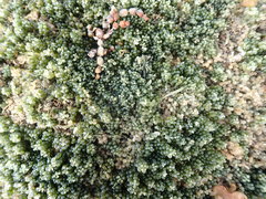 Caulerpa geminata