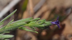 Allophyllum gilioides gilioides