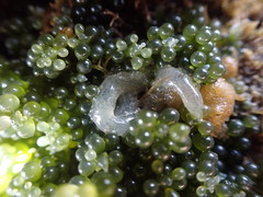Sacoproteus smaragdinus