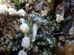 Sacoproteus smaragdinus