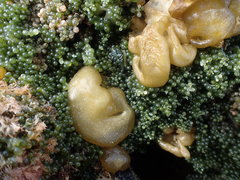 Sacoproteus smaragdinus