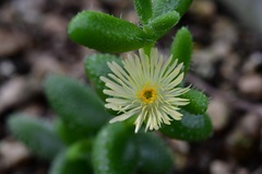 Delosperma echinatum