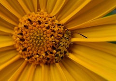 Ochraethes pollinosus