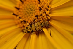 Ochraethes pollinosus