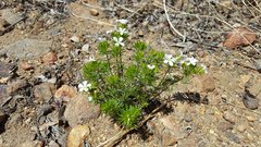 Leptosiphon floribundus glaber