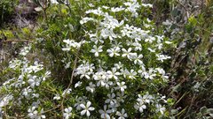 Leptosiphon floribundus glaber