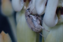 Algarobius prosopis