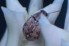 Algarobius prosopis