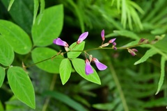 Desmodium pringlei