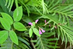 Desmodium pringlei