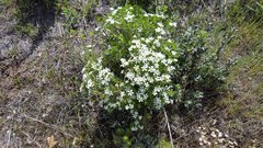 Leptosiphon floribundus glaber