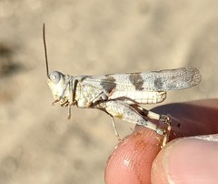 Trimerotropis titusi