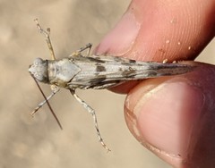 Trimerotropis titusi