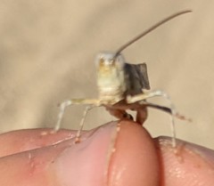Trimerotropis titusi