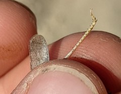 Trimerotropis titusi