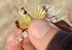 Trimerotropis titusi