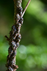 Platycotis tuberculata