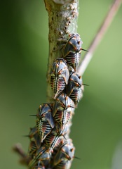 Platycotis tuberculata