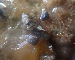 Eatoniella
