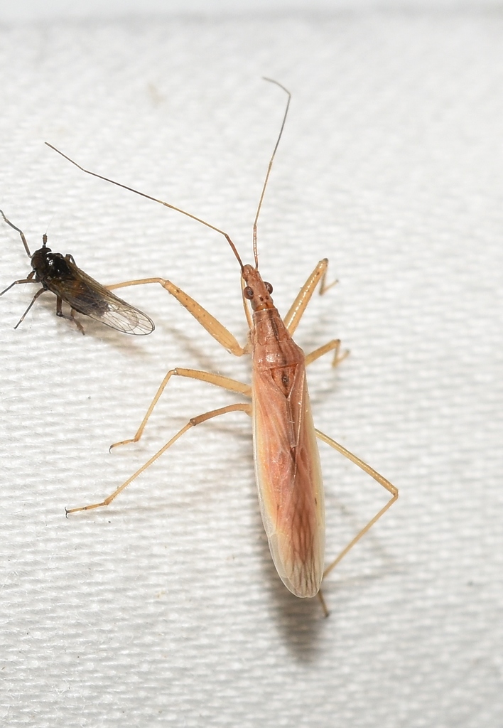 Nabis americanus