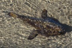 Ogcocephalus cubifrons