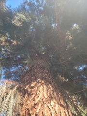 Pinus jeffreyi