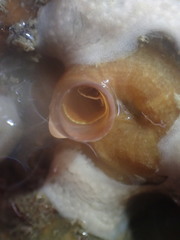 Thylacodes zelandicus