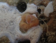 Thylacodes zelandicus