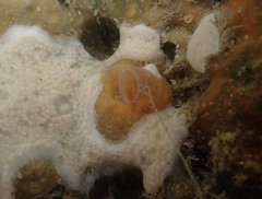 Thylacodes zelandicus