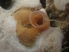 Thylacodes zelandicus
