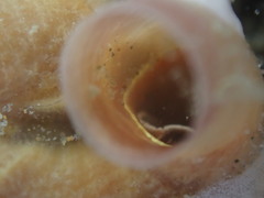 Thylacodes zelandicus