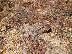 Phrynosoma coronatum