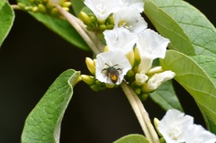 Caenaugochlora