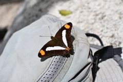Adelpha iphicleola
