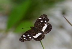 Anthanassa subota
