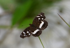 Anthanassa subota