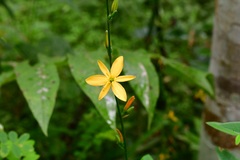 Echeandia breedlovei