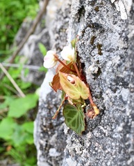 Begonia plebeja