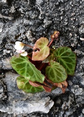 Begonia plebeja