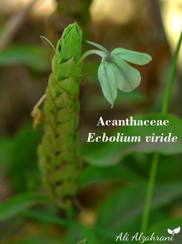 Green shrimp plant